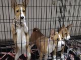 Nadir Irk Efsane Basenji Yavruları