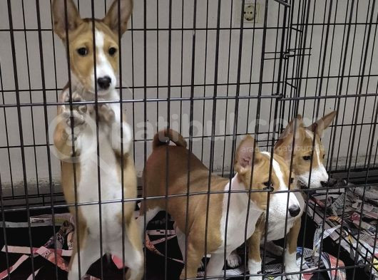 Nadir Irk Efsane Basenji Yavruları görsel