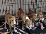 Nadir Irk Efsane Basenji Yavruları