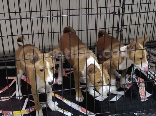 Nadir Irk Efsane Basenji Yavruları görsel