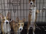 Nadir ırk efsane basenji yavruları