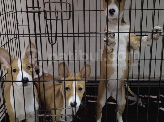 Nadir Irk Efsane Basenji Yavruları