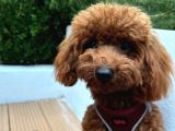 1 Yaşında Red Brown Toy Poodle