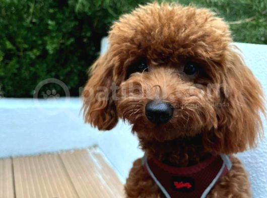 1 Yaşında Red Brown Toy Poodle görsel