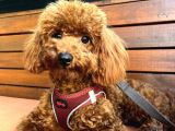 1 Yaşında Red Brown Toy Poodle