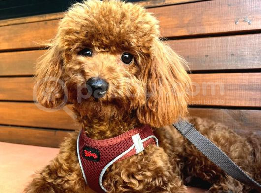 1 Yaşında Red Brown Toy Poodle görsel