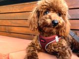 1 yaşında Red Brown Toy Poodle