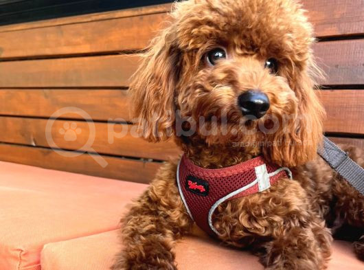 1 Yaşında Red Brown Toy Poodle