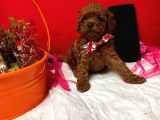 T-Cup Poodle Yavrular