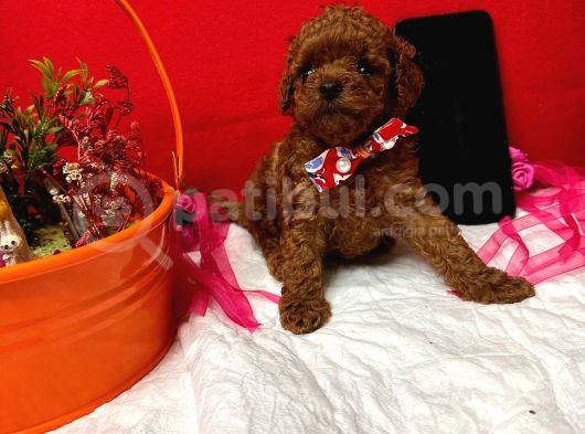 T-Cup Poodle Yavrular görsel