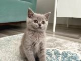 British Shorthair Lilac Yavrumuz