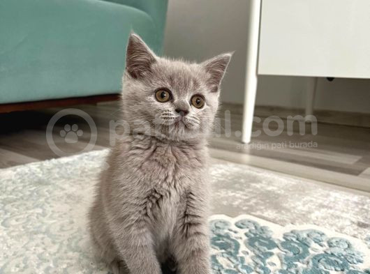 British Shorthair Lilac Yavrumuz görsel
