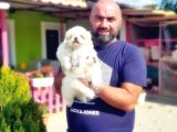 PEKİNEZ YAVRU