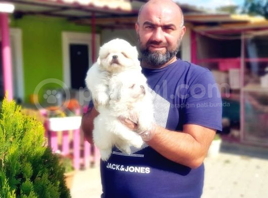 Peki̇nez Yavru