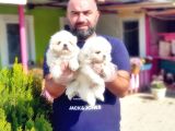 Peki̇nez Yavru