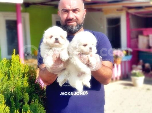 Peki̇nez Yavru görsel