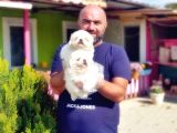 Peki̇nez Yavru
