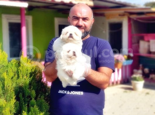 Peki̇nez Yavru görsel
