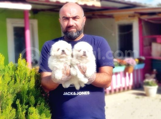 Peki̇nez Yavru görsel