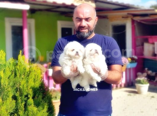 Peki̇nez Yavru görsel