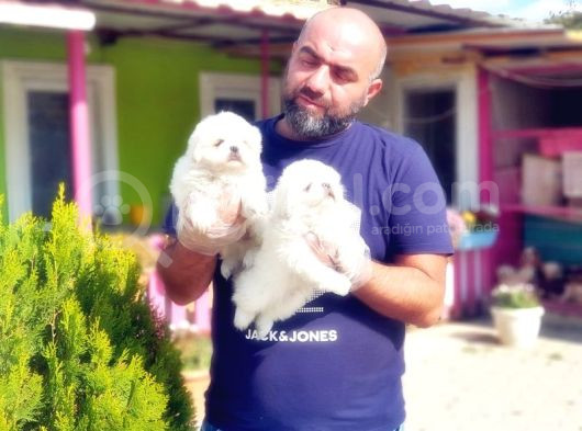 Peki̇nez Yavru görsel