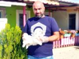 Peki̇nez Yavru