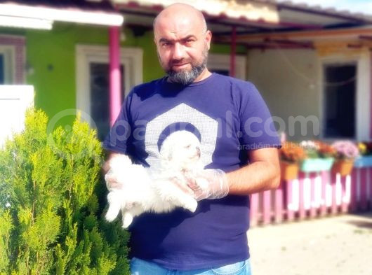 Peki̇nez Yavru görsel