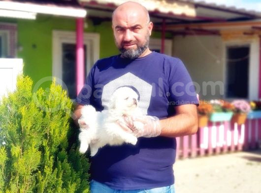 Peki̇nez Yavru görsel