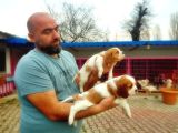 CAVALİER KİNG CHARLES YAVRUSU