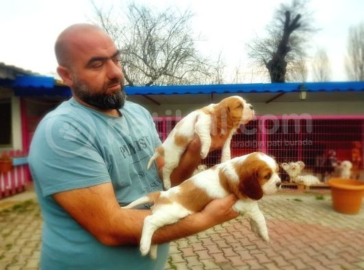 Cavali̇er Ki̇ng Charles Yavrusu