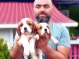 Cavali̇er Ki̇ng Charles Yavrusu