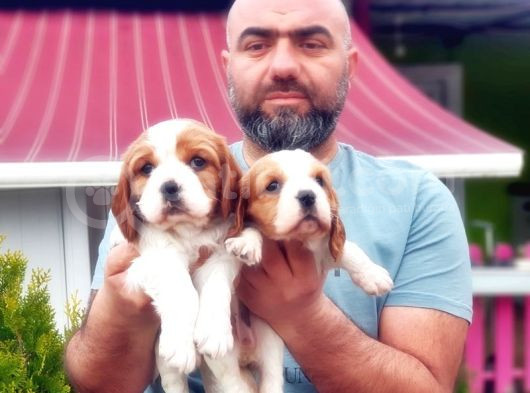 Cavali̇er Ki̇ng Charles Yavrusu görsel