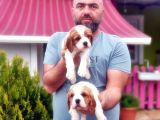 Cavali̇er Ki̇ng Charles Yavrusu
