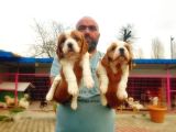Cavali̇er Ki̇ng Charles Yavrusu