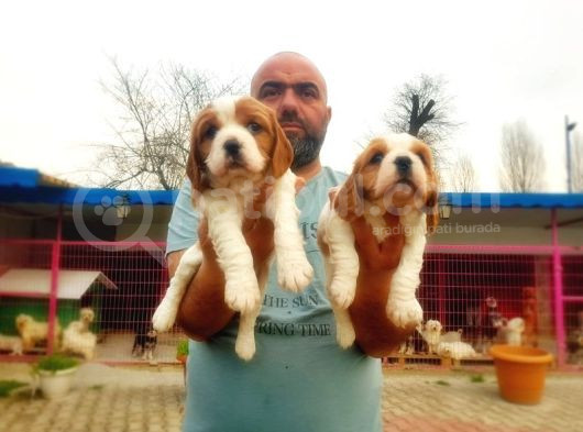 Cavali̇er Ki̇ng Charles Yavrusu görsel
