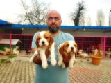 Cavali̇er Ki̇ng Charles Yavrusu