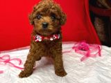 T-Cup Poodle Yavrular