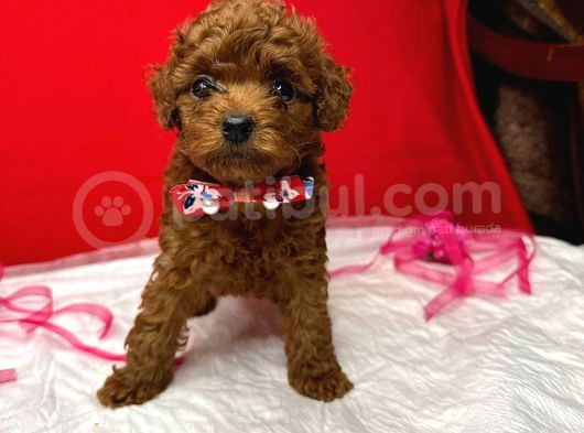 T-Cup Poodle Yavrular görsel