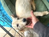 3 Aylık Golden Retriever Yavru