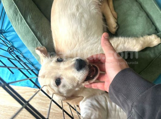 3 Aylık Golden Retriever Yavru