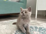 British Shorthair Lilac Yavrumuz