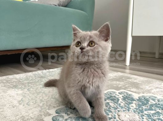 British Shorthair Lilac Yavrumuz görsel