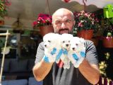 MALTESE TERRİER YAVRU