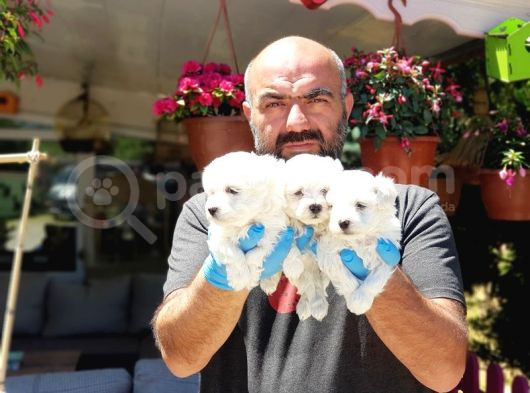 Maltese Terri̇er Yavru