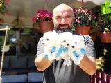 Maltese Terri̇er Yavru
