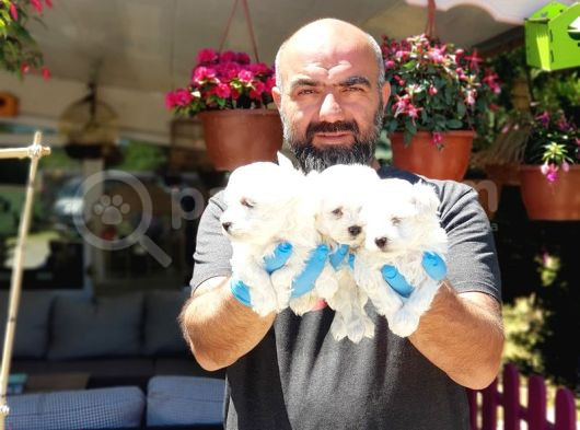 Maltese Terri̇er Yavru görsel