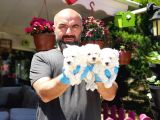 Maltese Terri̇er Yavru