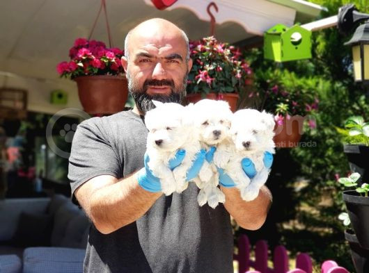 Maltese Terri̇er Yavru görsel