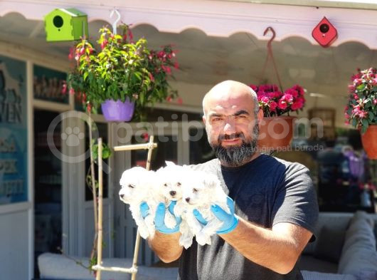 Maltese Terri̇er Yavru görsel