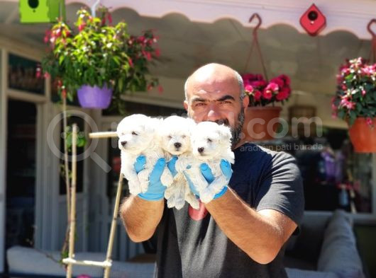Maltese Terri̇er Yavru görsel